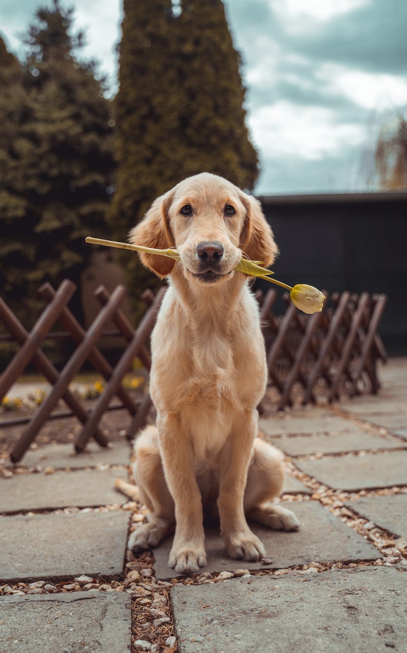 Joipaw touchscreen device designed for dogs