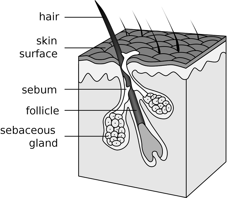 Diagram of hair structure