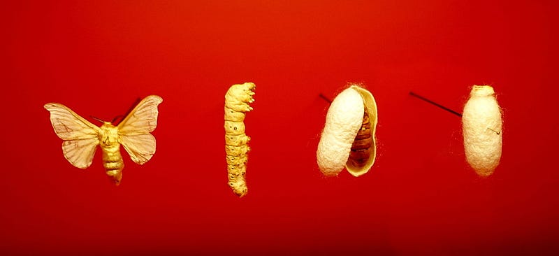 Life cycle of a silkworm