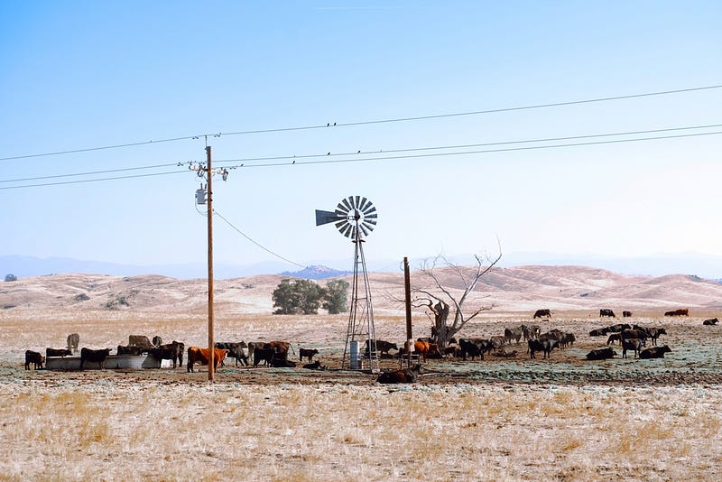 Impact of drought on cattle feed and ranching.