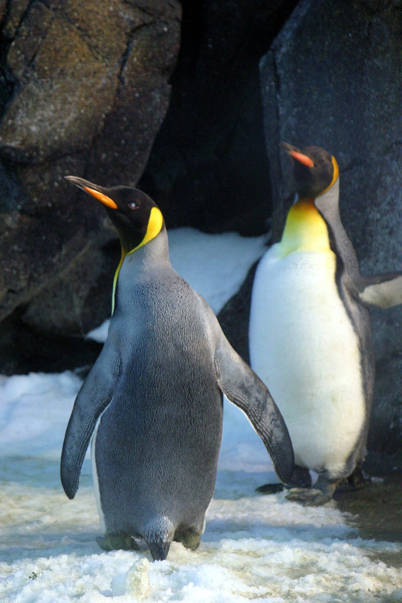 A charming group of penguins waddling together