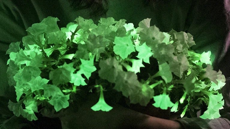 Bioluminescent Houseplant