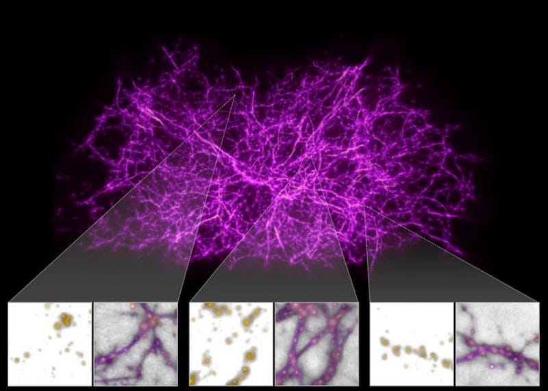 Visualization of slime mold networks resembling cosmic structures