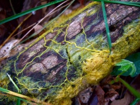 Slime mold tendrils mimicking cosmic filaments