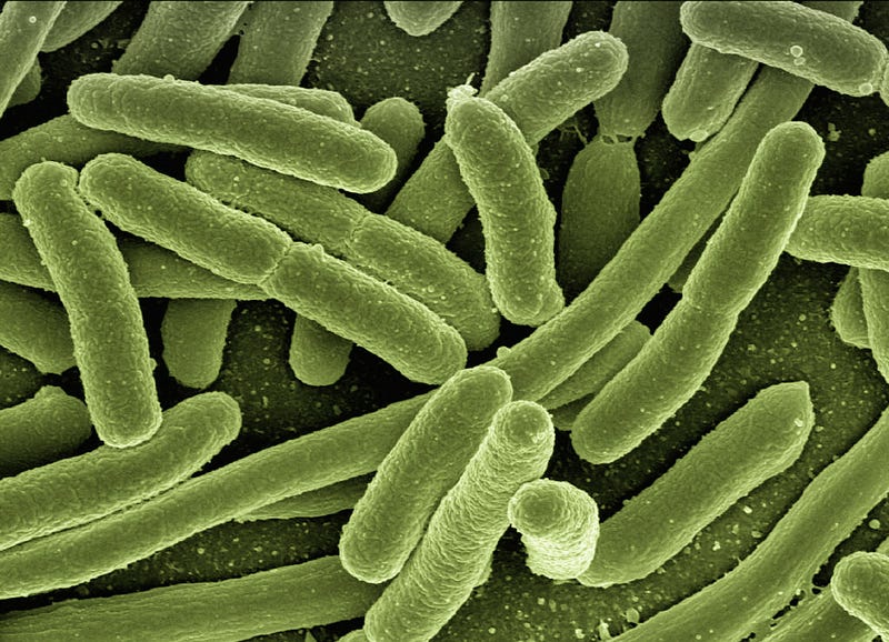 Bacterial illustration showing their dual nature