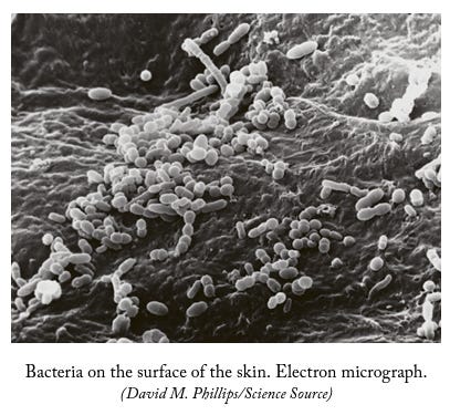 Image of beneficial microbes