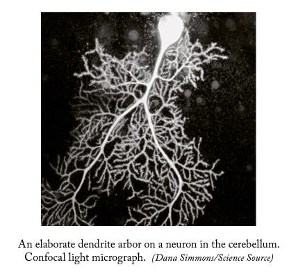 Illustration of neuronal connections