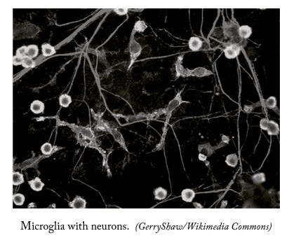 Visualization of leprosy's impact