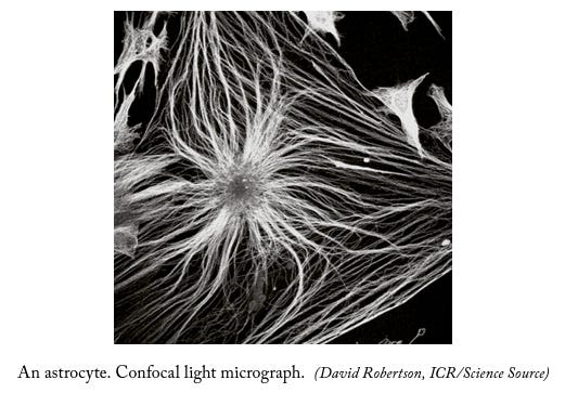 Network of neuronal connections