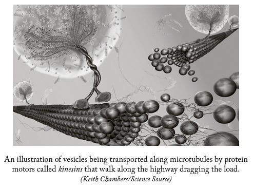 Illustration of cellular movement