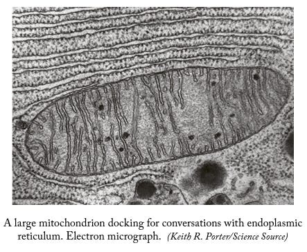 Diagram of cellular defense mechanisms