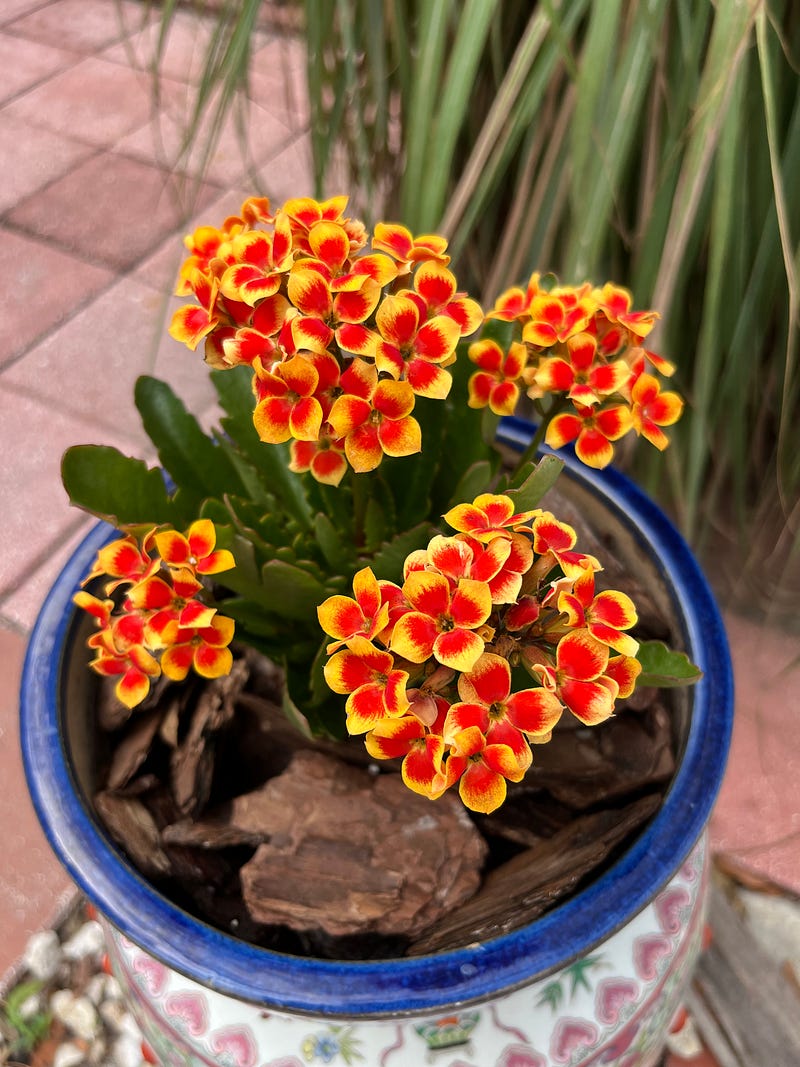 Courtyard flowers blooming in spring sunlight