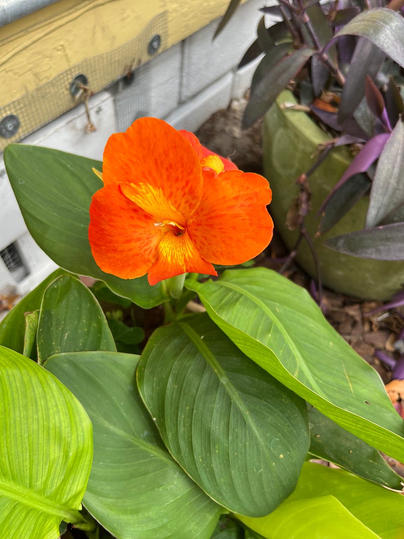 Relaxing in the courtyard with a view of blooming flowers