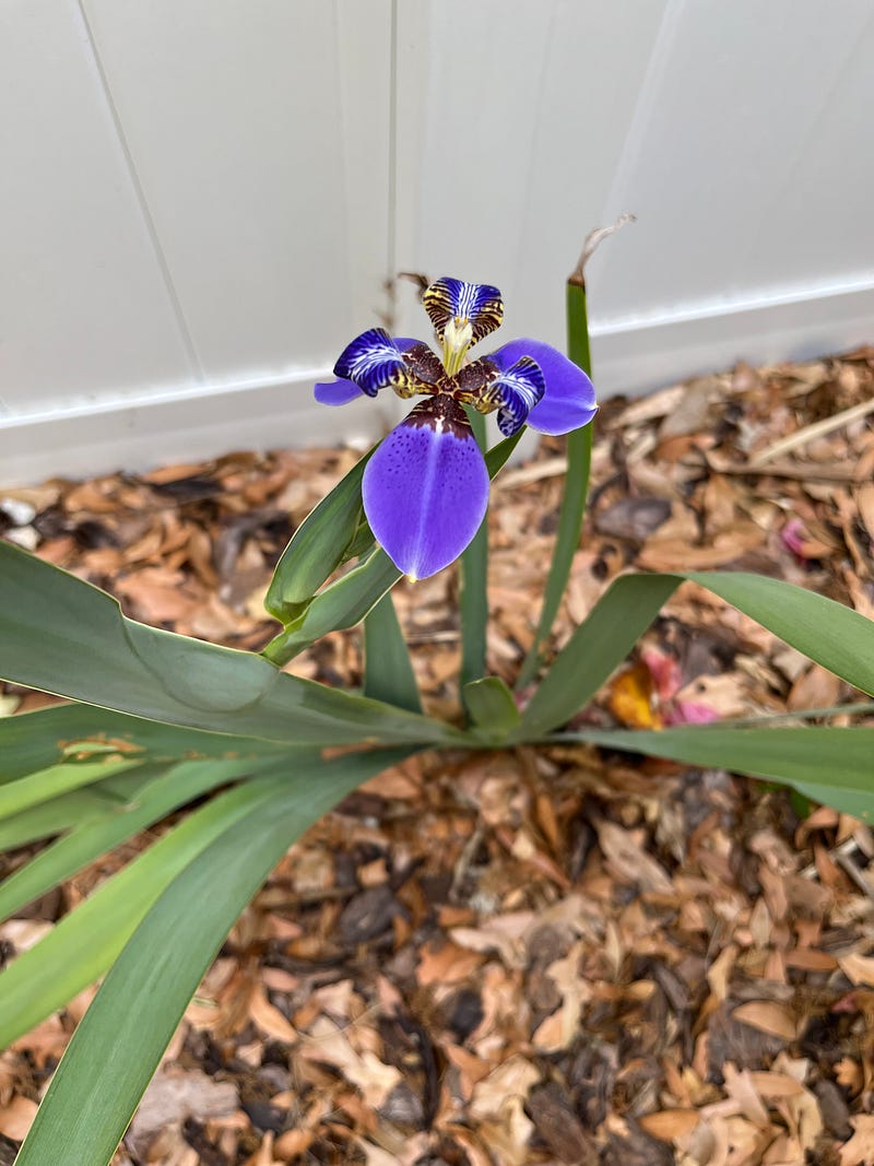 Vibrant flowers in the courtyard