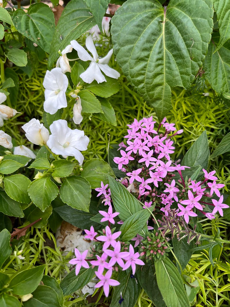 A garden full of blooming flowers