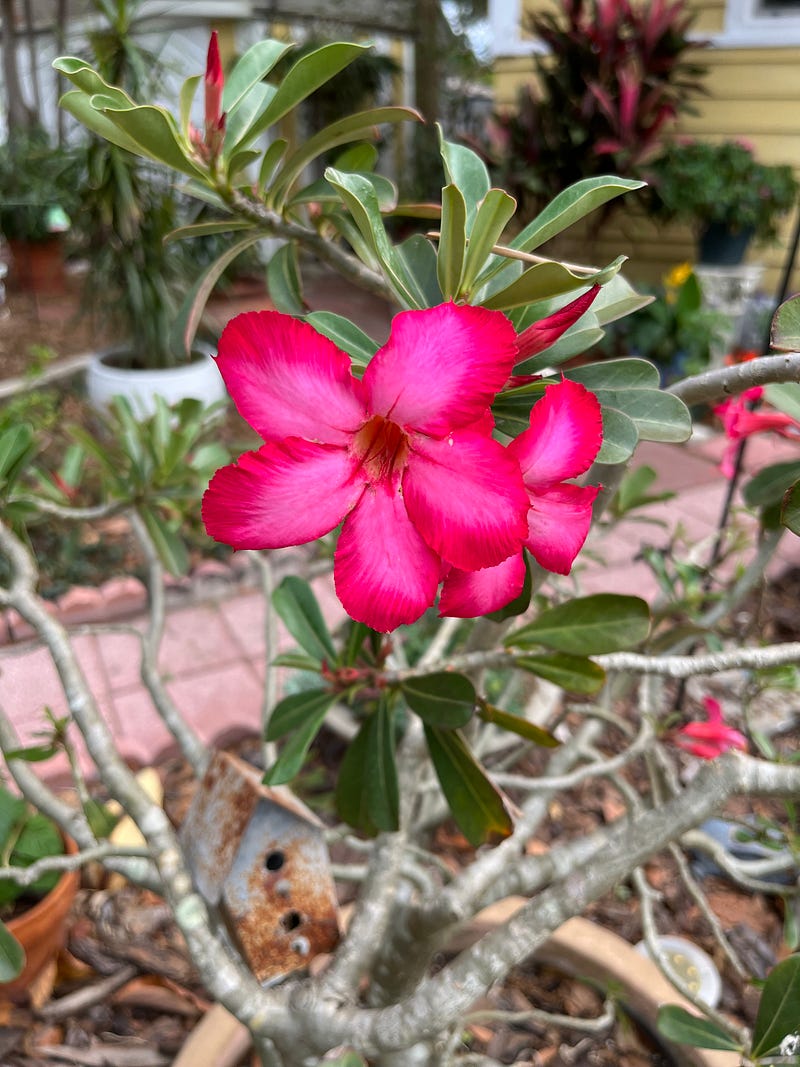 Close-up of colorful spring flowers