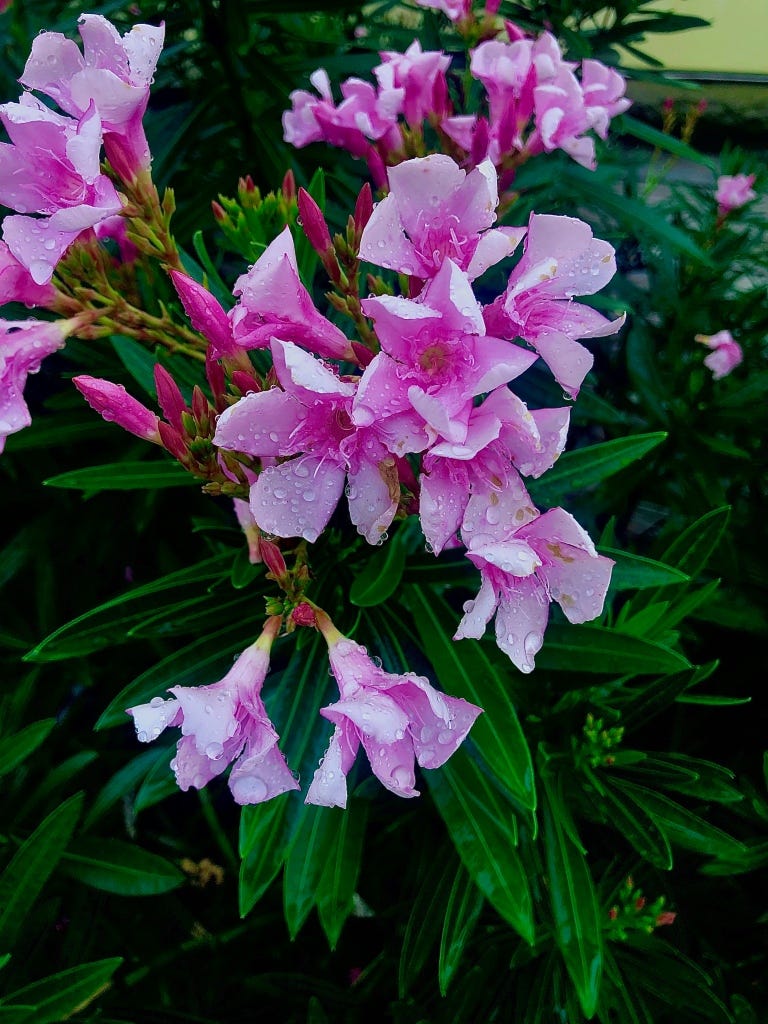 Oleander blooming after rain, representing resilience