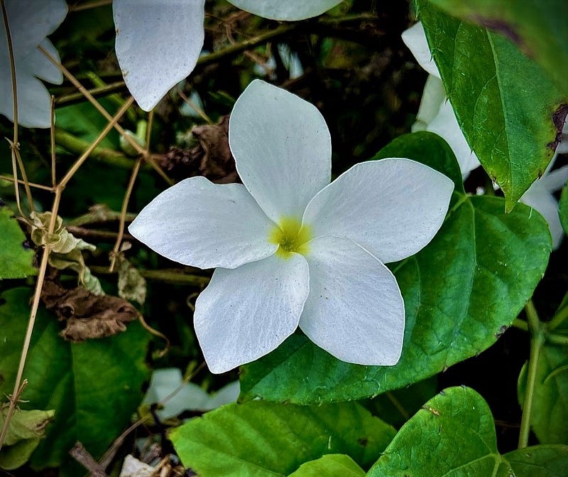 Plumeria from Trinidad & Tobago, a symbol of hope