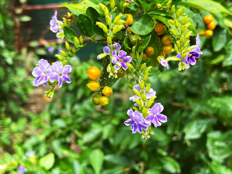 Golden Dewdrops symbolizing the intertwining of beauty and hope