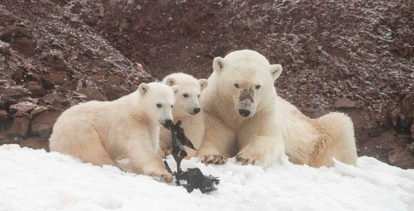 Polar bears struggling due to habitat loss