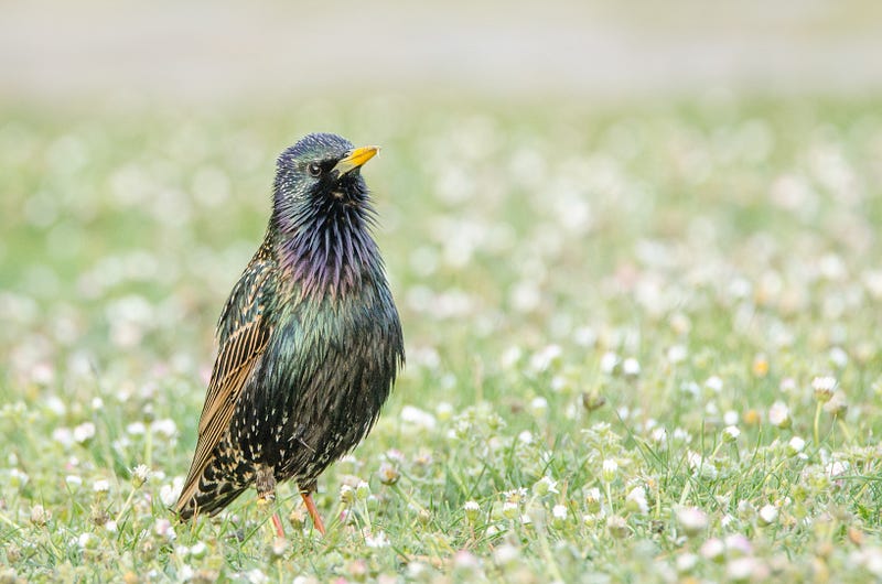 European starling in breeding plumage