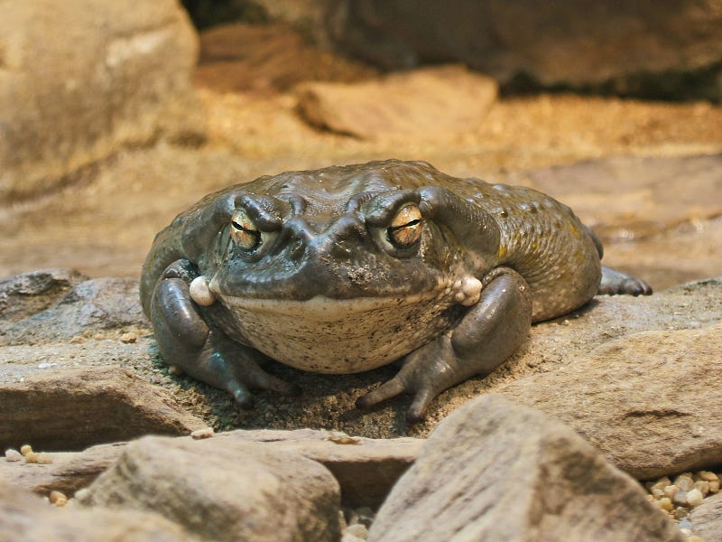 Bufo alvarius toad highlighted for its psychoactive properties