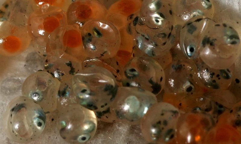 Close-up of grunion eggs incubating in the sand.