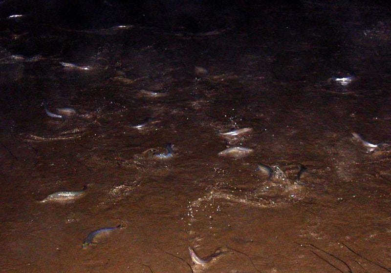 Female grunion preparing to lay eggs in the sand.