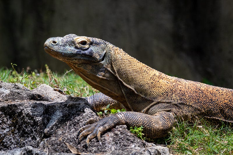 Komodo dragon, a fascinating example of parthenogenesis