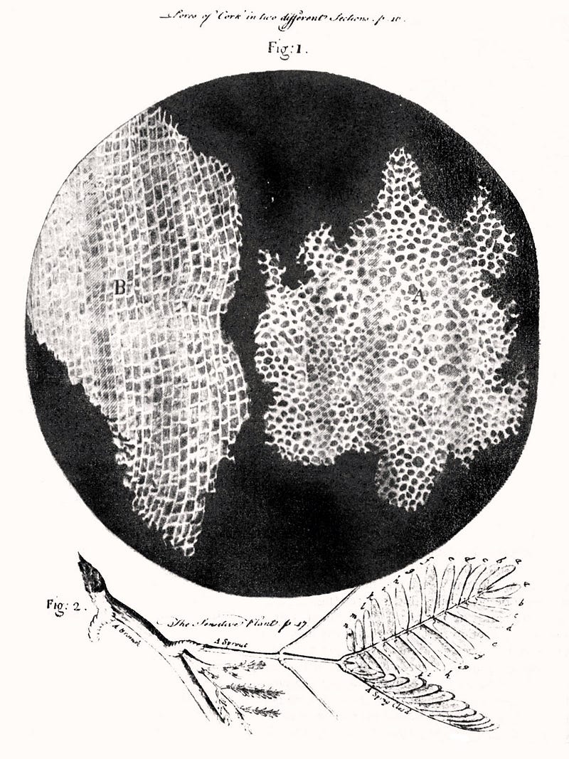 Hooke's Visualization of Cork Cells