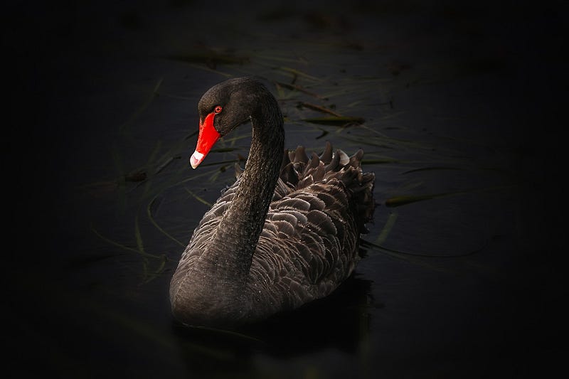 Black Swan representation in nature